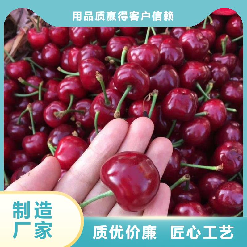 嫁接樱桃苗质优价廉