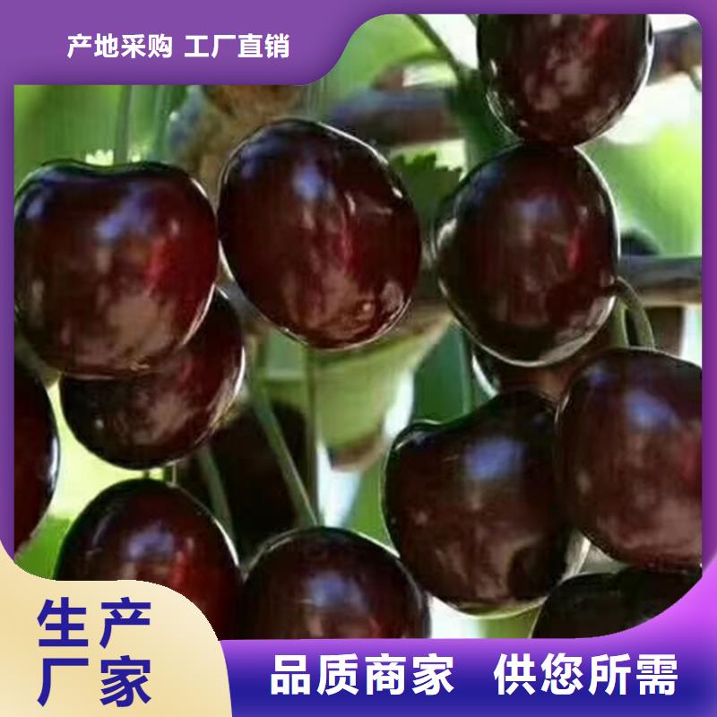 矮化车厘子树苗量多优惠