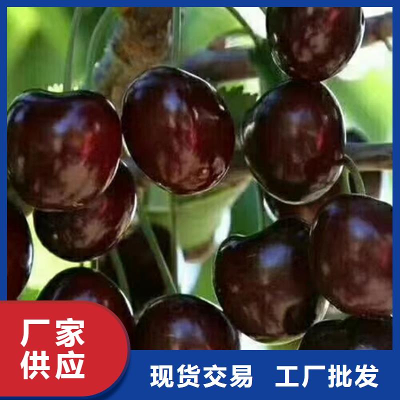 大樱桃树苗怎么卖批发零售