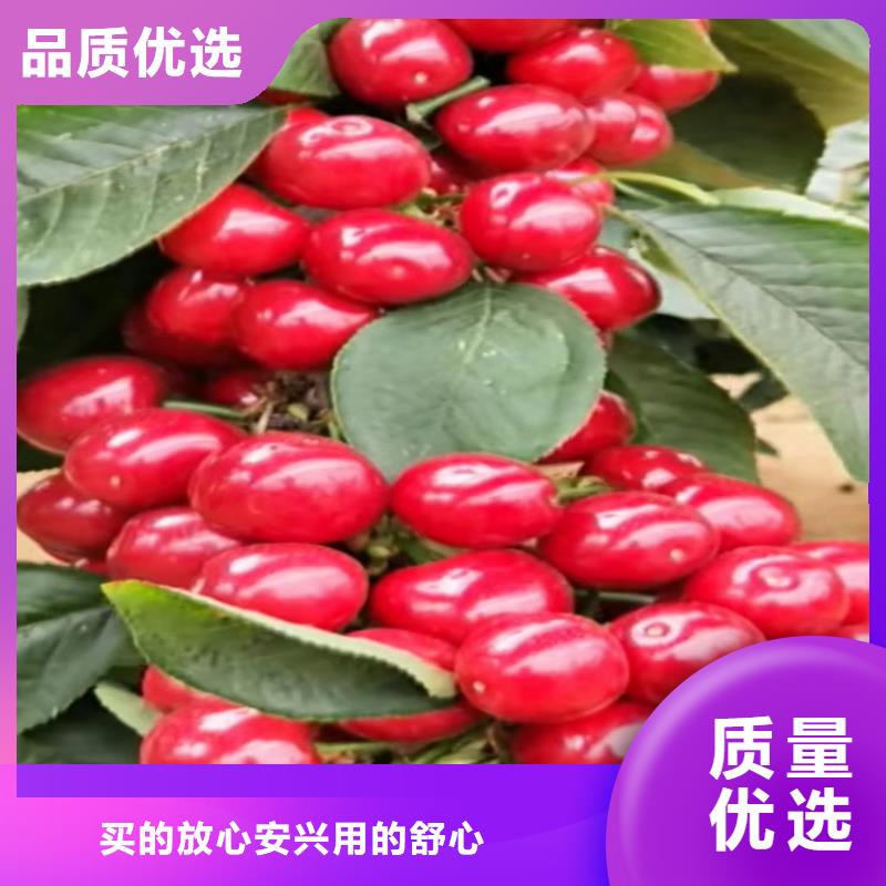 樱桃樱桃苗来图定制量大从优