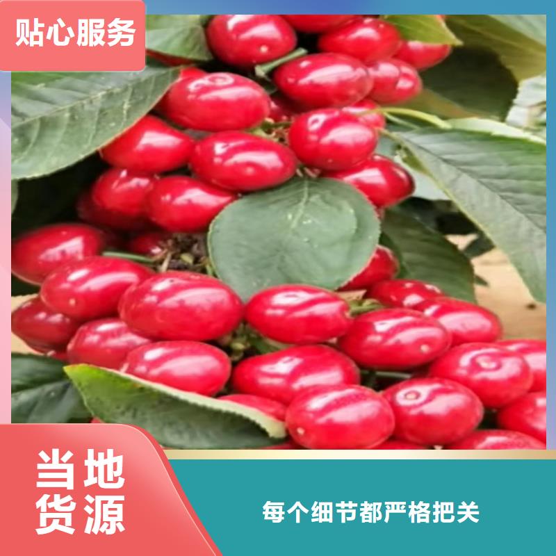 大樱桃树苗量大从优
