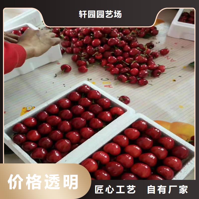樱桃北美冬青质量牢靠