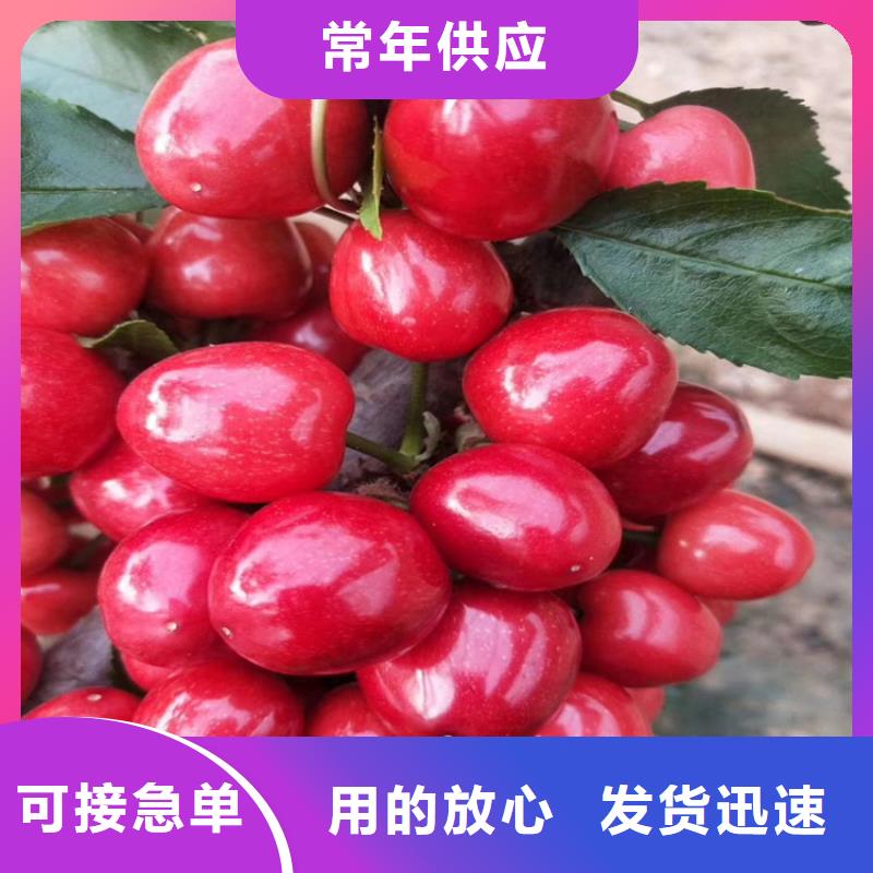 樱桃北美冬青质量牢靠