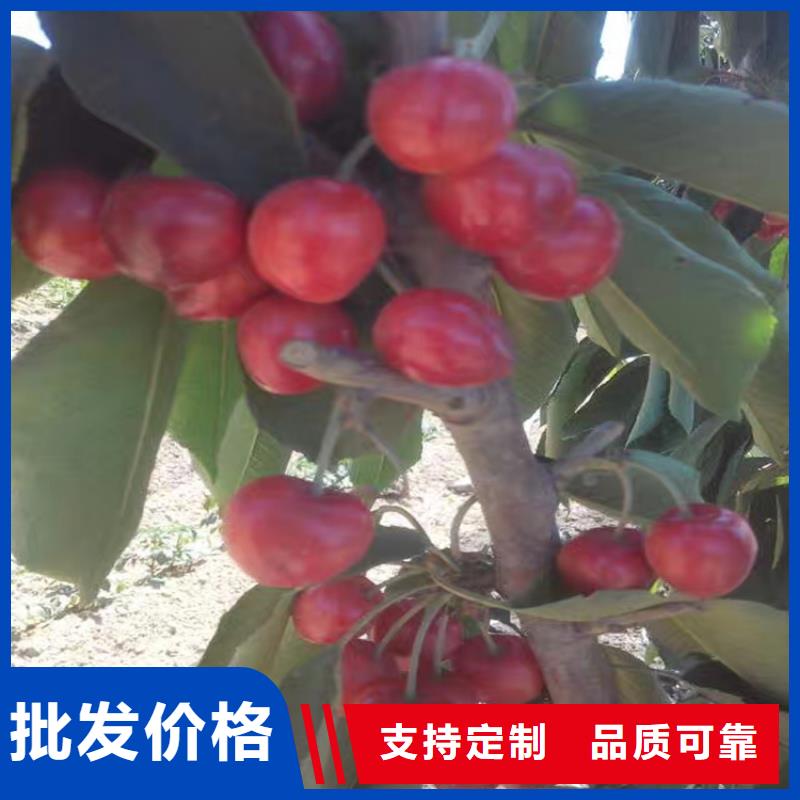 大樱桃苗适合种植地区