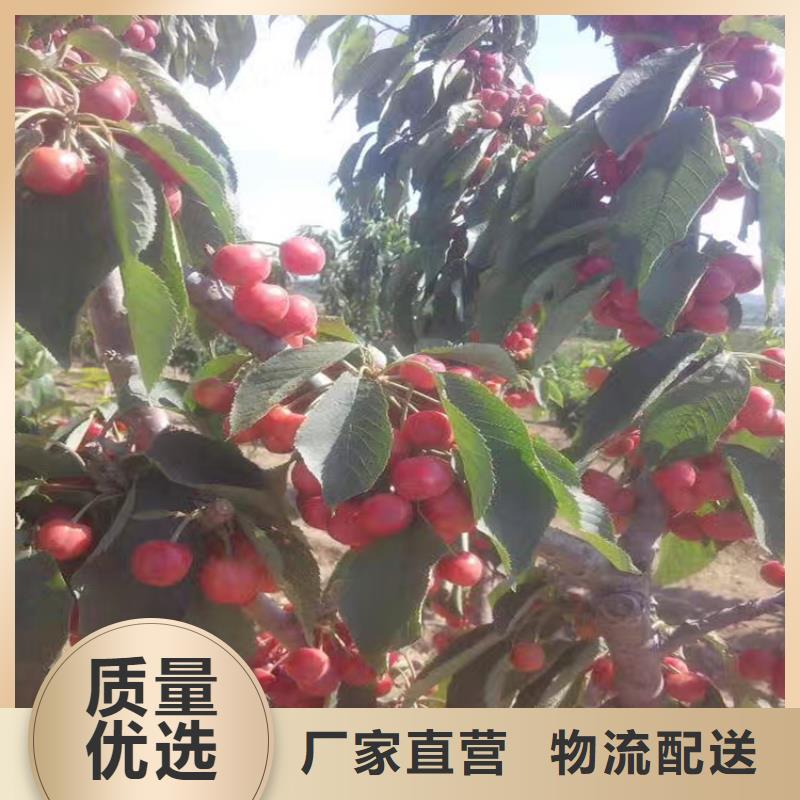 科迪亚樱桃苗现挖苗现发货