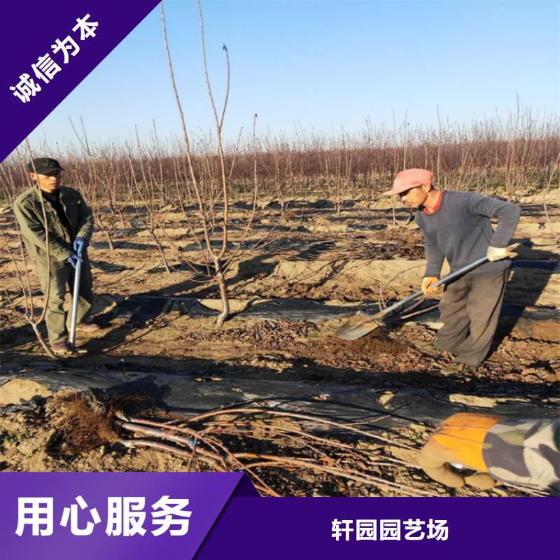 大樱桃树苗量大从优