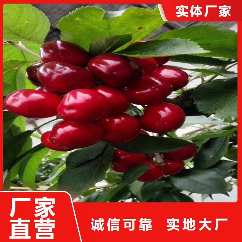 矮化车厘子树苗量多优惠