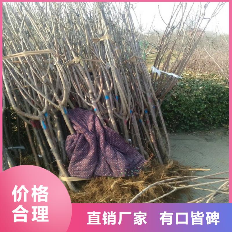 车厘子苗当年结果树
