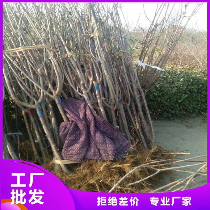 【樱桃板栗苗厂家供应】