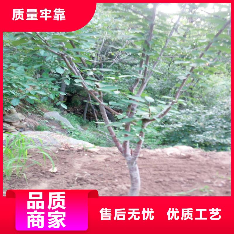 大樱桃树苗一亩地栽多少棵