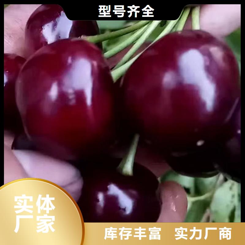 车厘子苗当年结果树