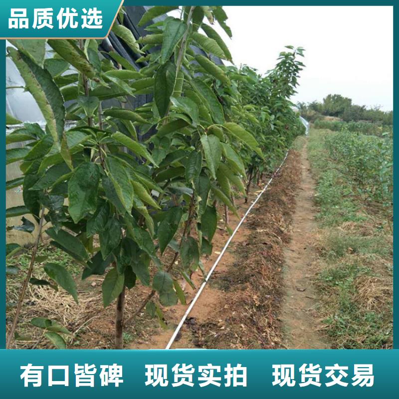 大樱桃苗育苗基地