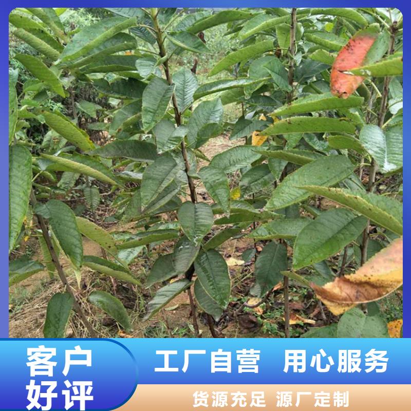 车厘子大樱桃树苗多少钱一棵