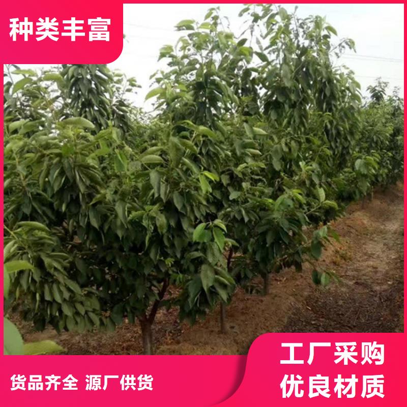 车厘子大樱桃树苗多少钱一棵