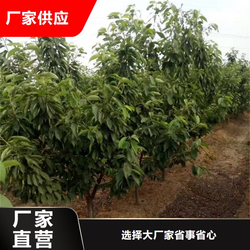 大樱桃树苗怎么卖批发零售