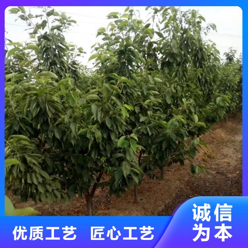 车厘子苗当年结果树