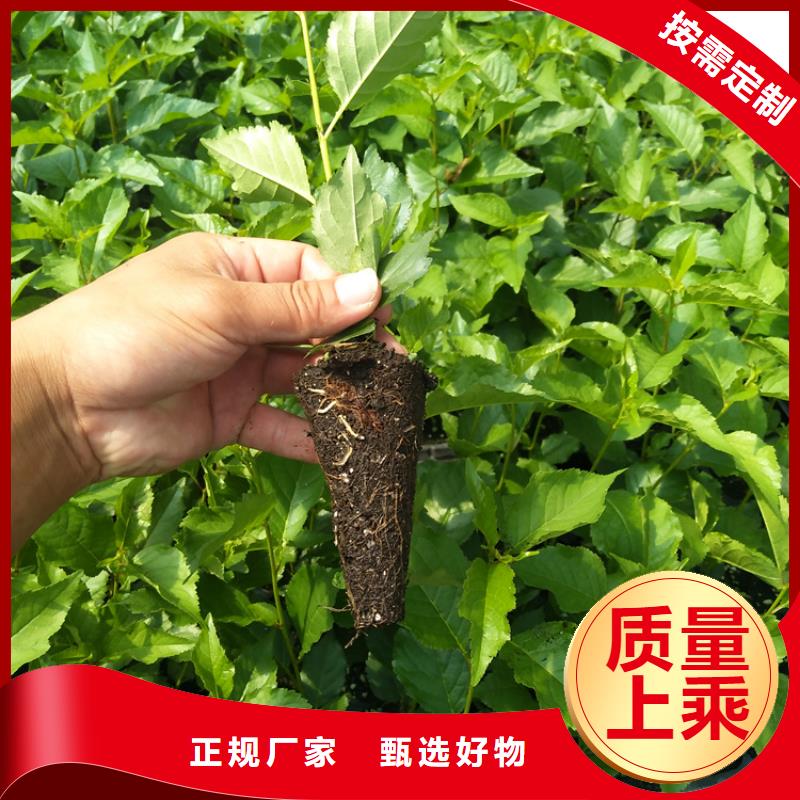 樱桃北美冬青质量牢靠