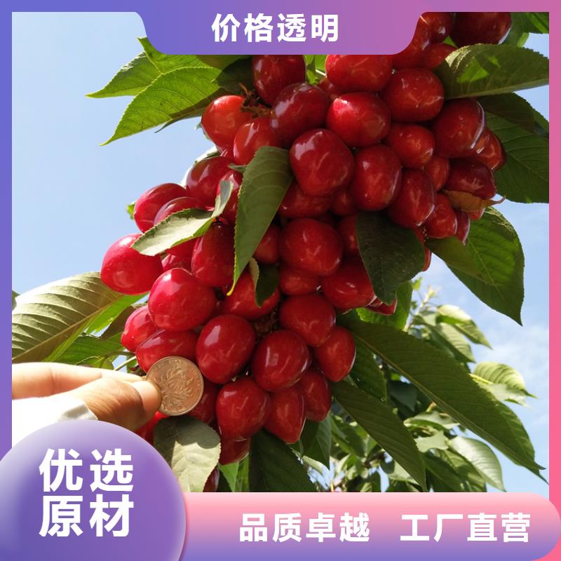 大樱桃树苗一亩地栽多少棵