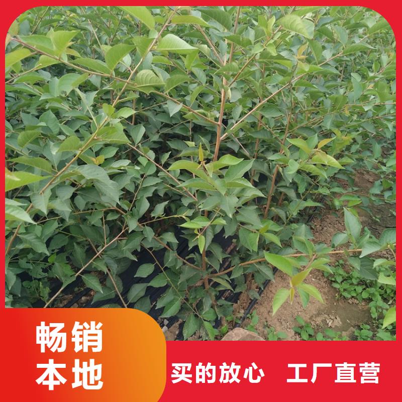 嫁接樱桃苗质优价廉