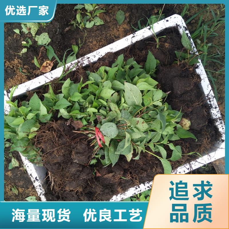 【樱桃板栗苗厂家供应】