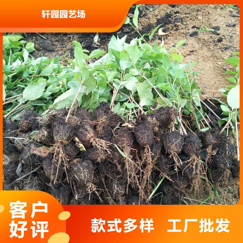 车厘子大樱桃树苗多少钱一棵