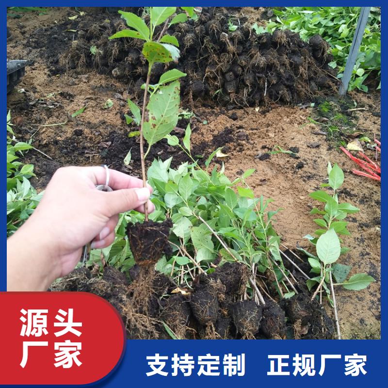 矮化大樱桃树苗种植技术