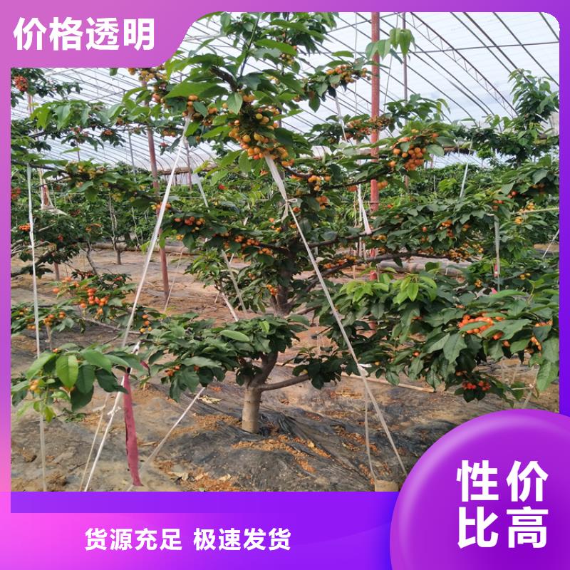 科迪亚樱桃苗现挖苗现发货