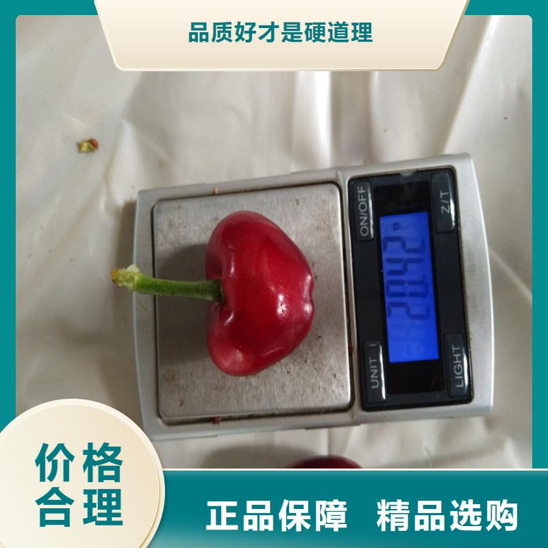 大樱桃树苗量大从优