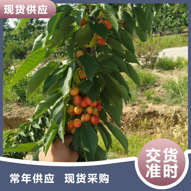 大樱桃树苗量大从优