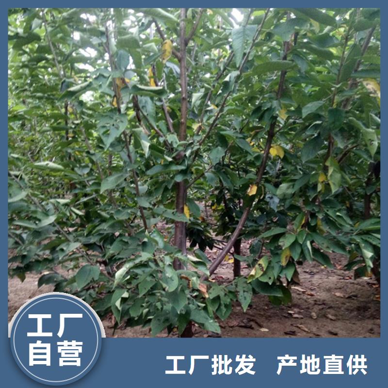 大樱桃苗育苗基地