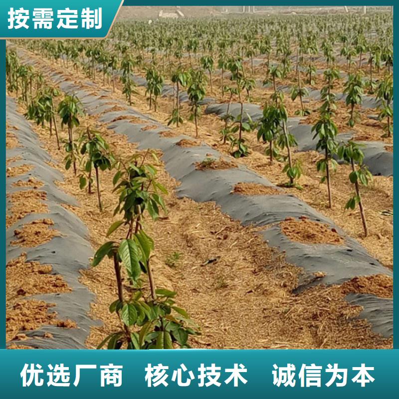 大樱桃苗适合种植地区