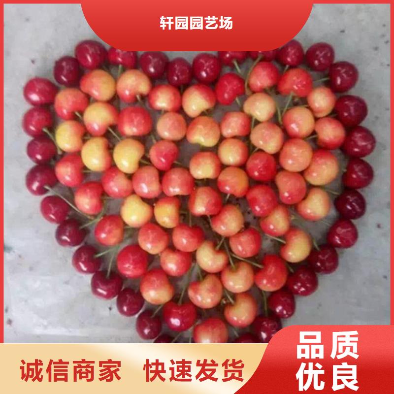 矮化车厘子树苗量多优惠