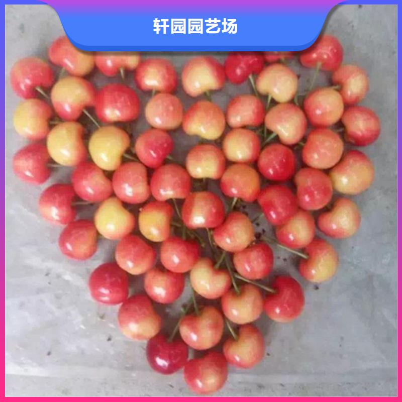 【樱桃板栗苗厂家供应】