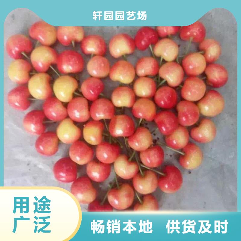 大樱桃树苗一亩地栽多少棵