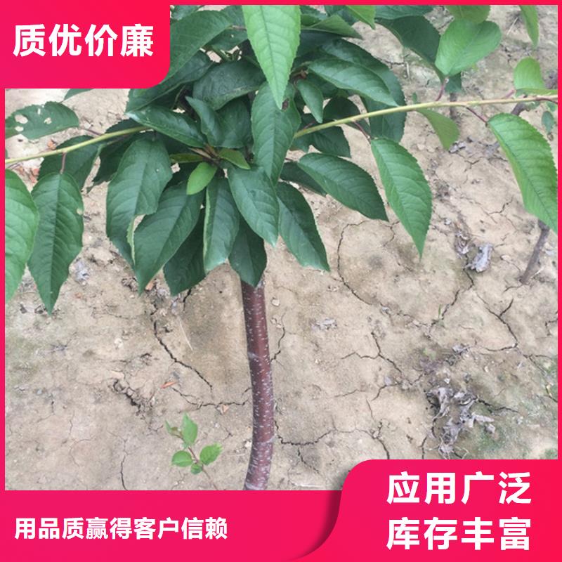 矮化大樱桃树苗种植技术