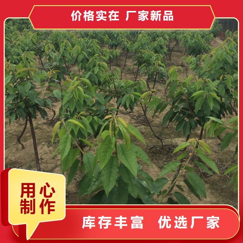 大樱桃树苗怎么卖批发零售