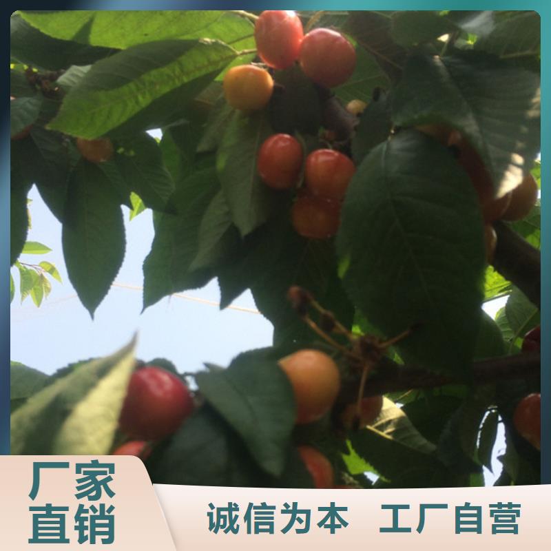 嫁接樱桃苗经济效益