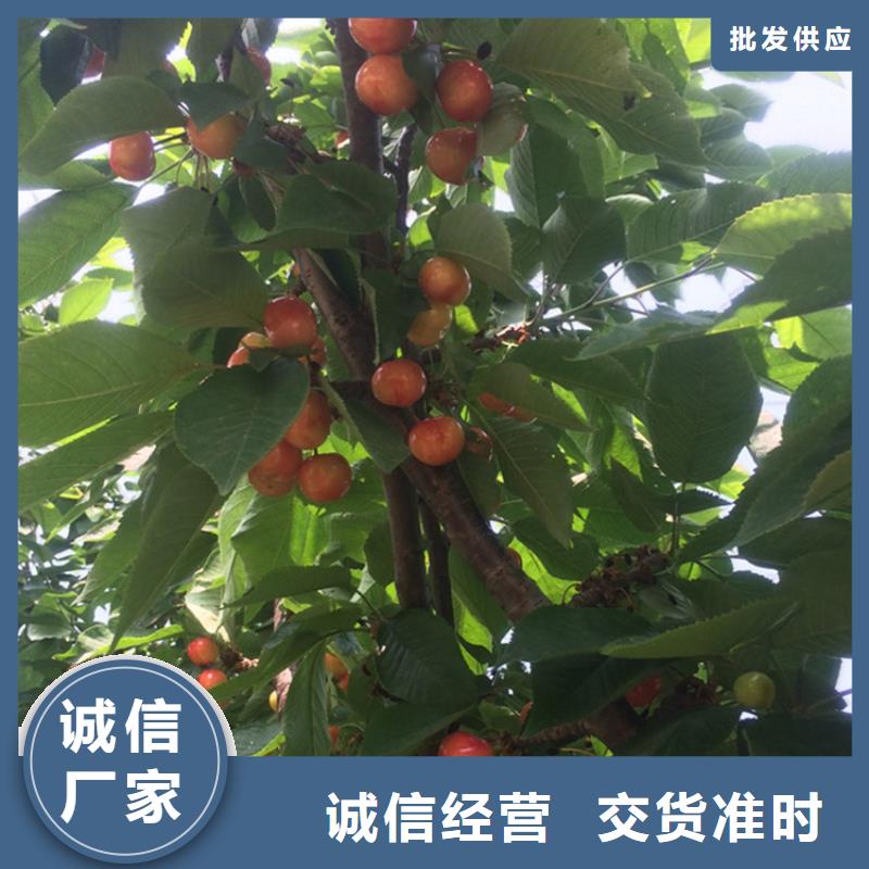 樱桃樱桃苗来图定制量大从优