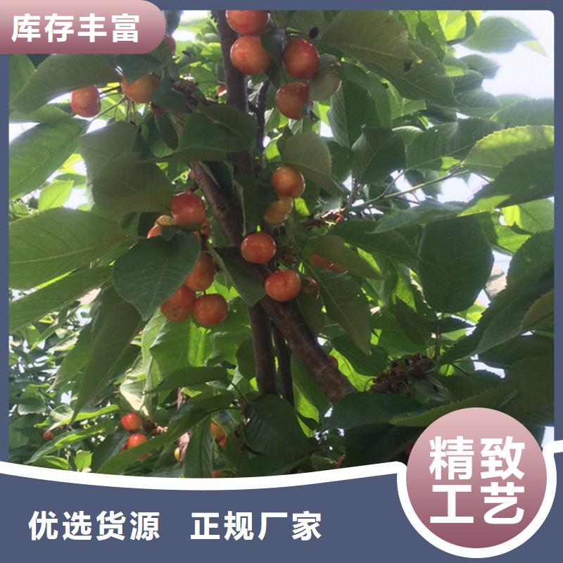 嫁接樱桃苗质优价廉