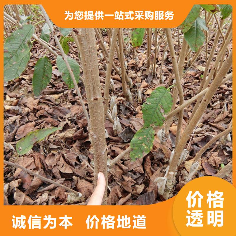 矮化大樱桃树苗种植技术