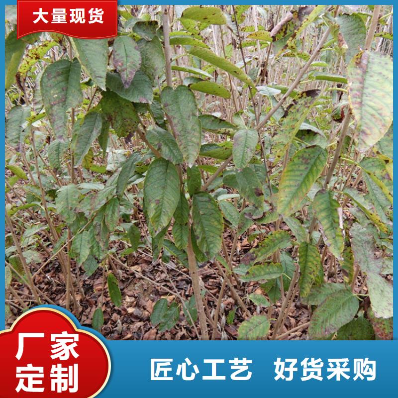 大樱桃树苗怎么卖批发零售