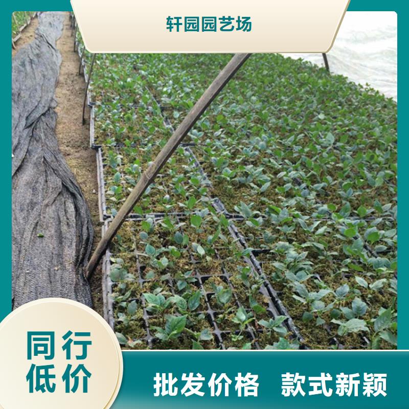 大樱桃树苗怎么卖批发零售