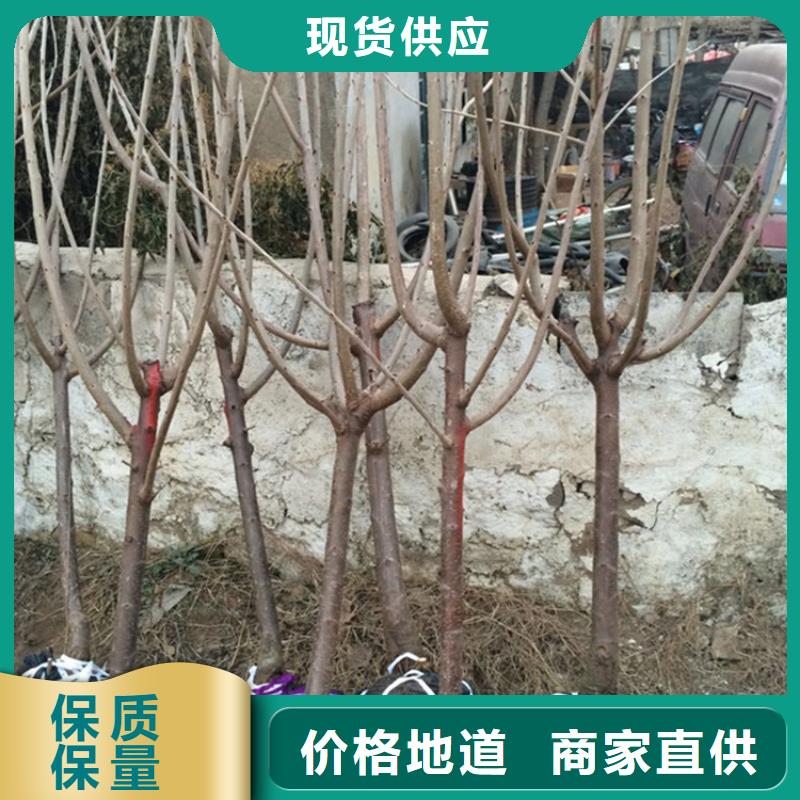 大樱桃树苗怎么卖批发零售