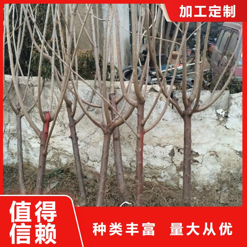 车厘子苗当年结果树