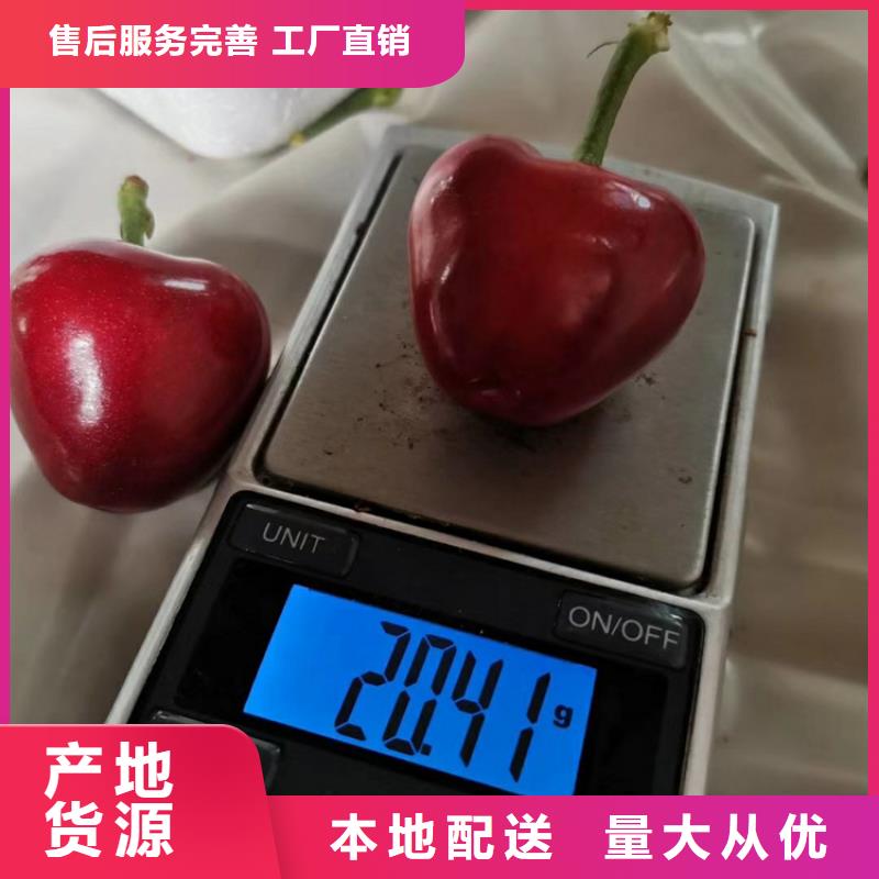车厘子苗当年结果树