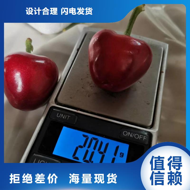 大樱桃树苗怎么卖批发零售