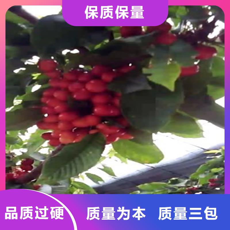 车厘子苗当年结果树