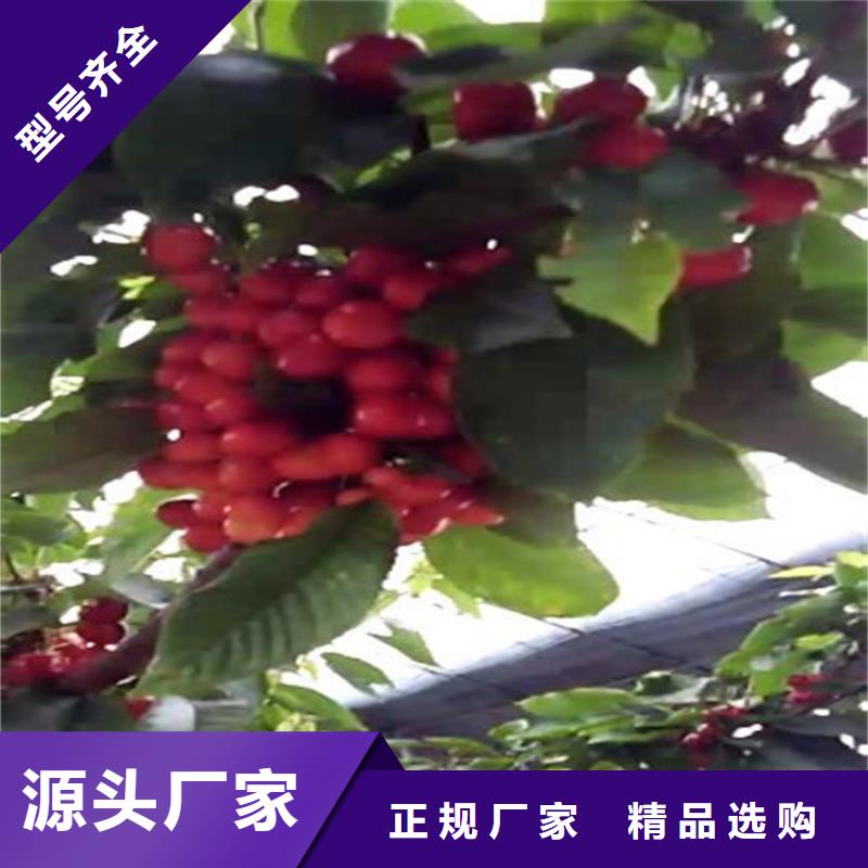 大樱桃树苗怎么卖批发零售