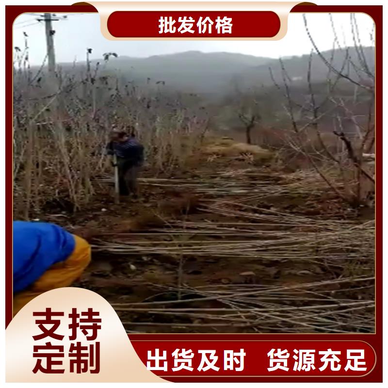 车厘子苗当年结果树