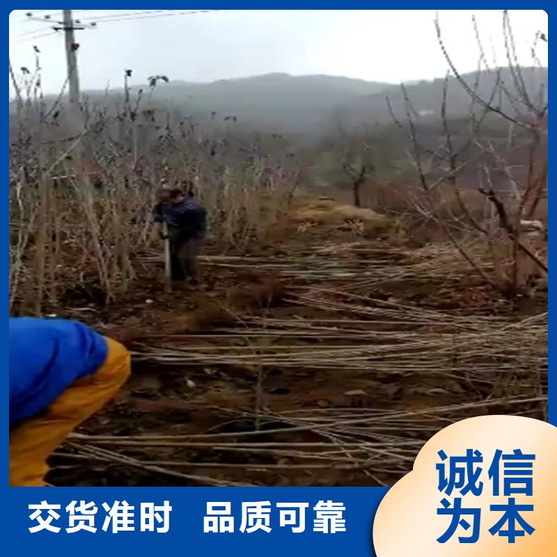 大樱桃树苗怎么卖批发零售